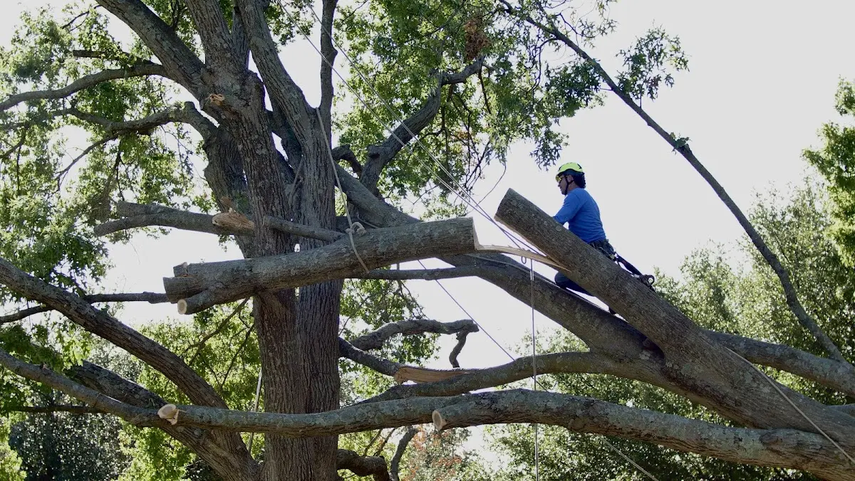 Professional Crown Thinning performed by certified arborists in Sheldahl